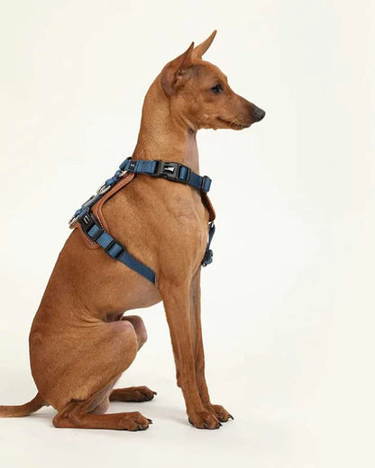 Comfort Blue - dog Harness