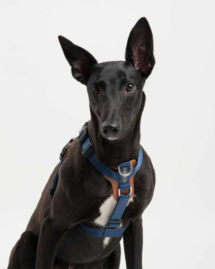 Comfort Blue - dog Harness