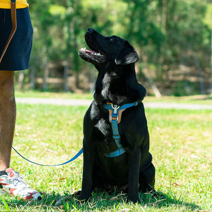 Comfort Blue - dog Harness