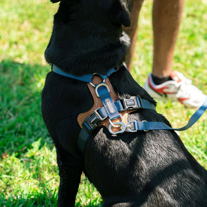 Comfort Blue - dog Harness