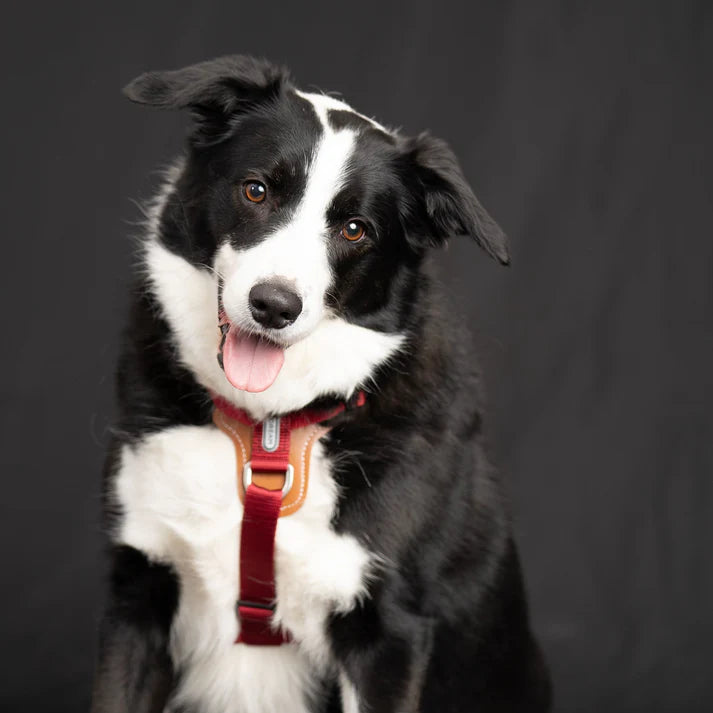 Comfort Red - dog Harness