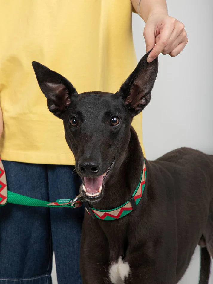 Walking Green - Dog Collar