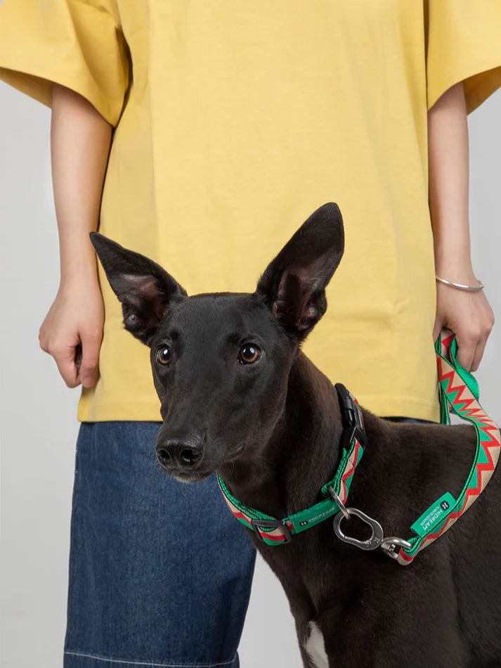 Walking Green - Dog Collar